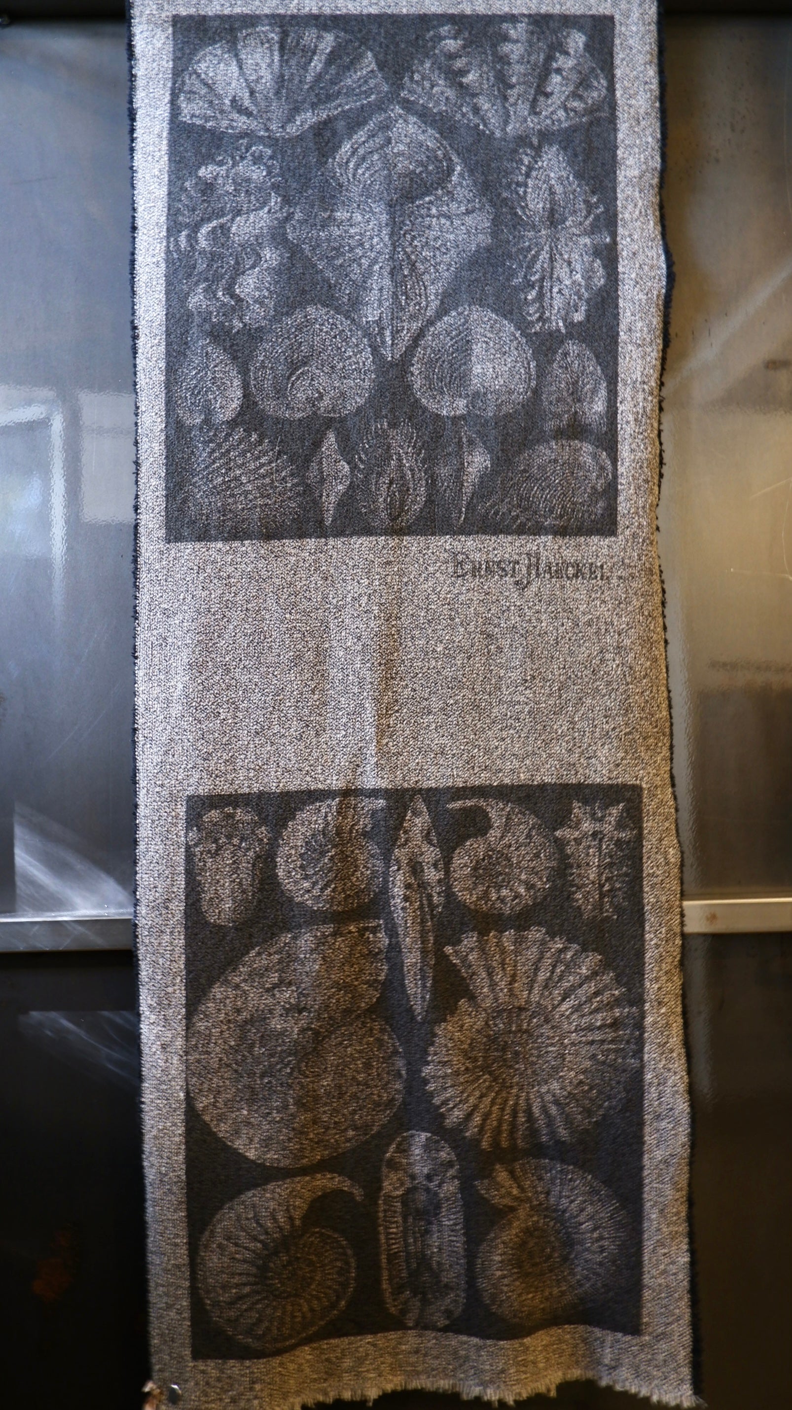 WLSFHAESH15540 Haeckel Shell Collection Wool Scarf