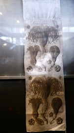Load image into Gallery viewer, HAECKEL PENTACRINUS COLLECTION FCSPDHAEPENT220
