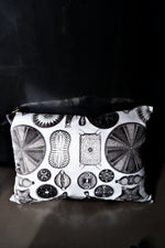 Load image into Gallery viewer, Haeckel Triceratium Silk Cushion White
